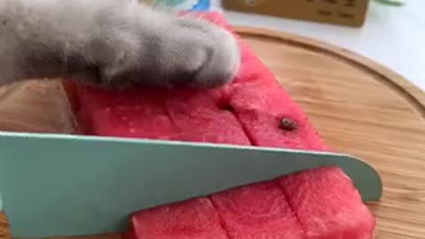 cat make delicious food