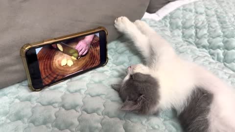 A kitten who loves to watch cooking videos