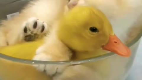 The kitten hugged the little duck