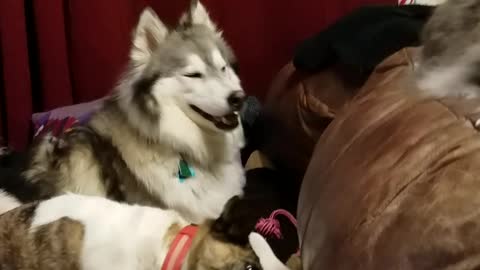 Husky Plays hide And Seek With Mommy