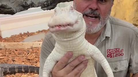 Albino American alligator love their food