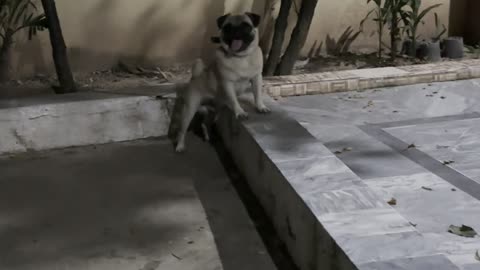 1sep23.rocky in angry mood #pug