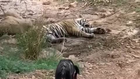 Tiger killed dog at zone 2 Ranthambore National Park, Tiger attack dog #Shorts