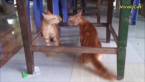 Cats Fighting and Meowing - These Two are Bloody Brothers | Viral Cat