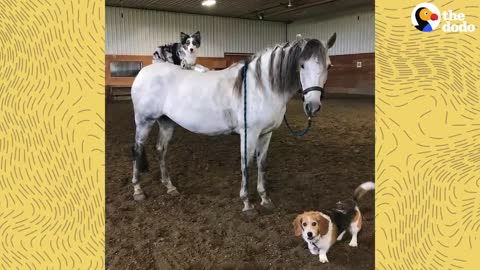 Dog Can't Stop Smiling When He's Riding His Favorite Horse |