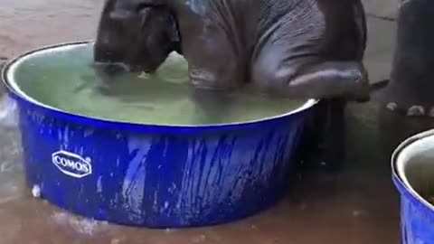 Cute Baby Elephant taking a Bath