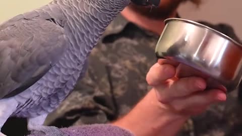 Cute bird talking with love #cockatiel #cockatielsinging #cuteanimals #birds #cutebirds #funnypets