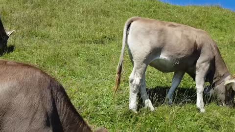 cow's meal time