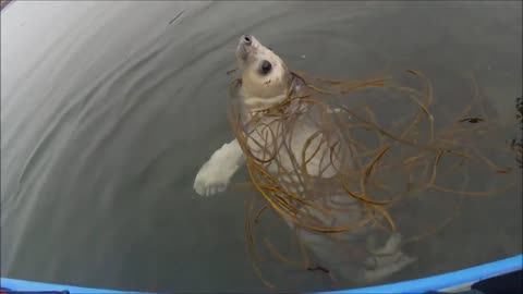 Man On Kayak Has Amazing Seal Pup Encounter In Scotland