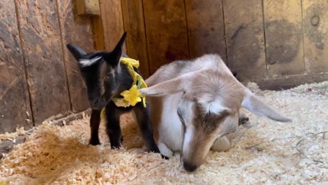 Goat milk activities with his baby
