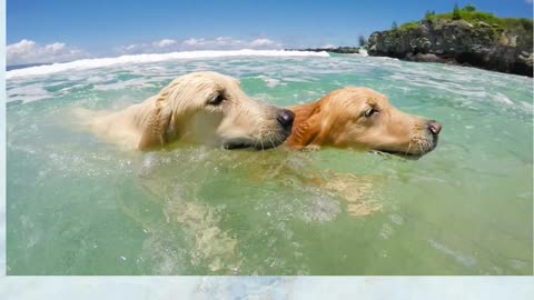 Funny Dogs Love Swimming - Puppy Videos 2022