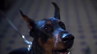 Doberman horror power dog animals