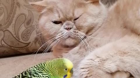 Кот и птица, милые животные #239