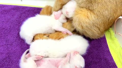 Kitten Leo takes care of sleeping babies in the absence of mom cat