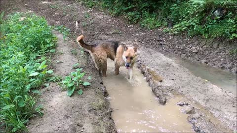 Dog in Dirty Water