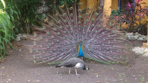 Male peacock dance and making fake sex sounds, but the female is not impressed. Part 1.