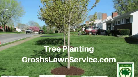 Tree Planting Williamsport Maryland Landscape Company