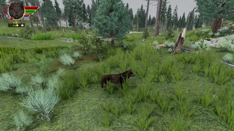 WolfQuest: Anniversary Edition · Dusk's Story · Episode 15 · A Bear Attacks?!