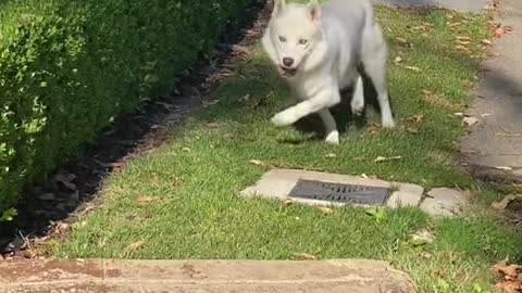 Happy Dogg walking like a solider