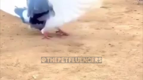 Pigeon's Backflip Stunt Goes Viral #funny #backflip #animals #viral