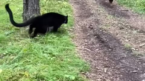 Black panther Luna vs rottweiler fight