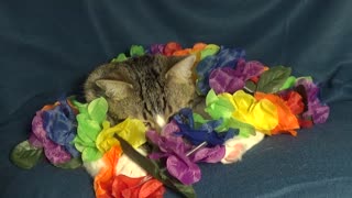 The Small Cat Plays with Lei