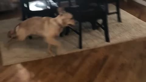 Golden retrievers chasing each other around the table.