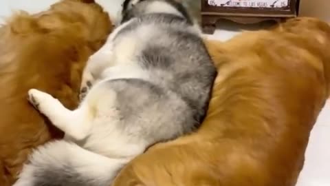 Golden Retrievers and Husky Meeting Their Best Friends Newborn Kitten #Cute #Sweet