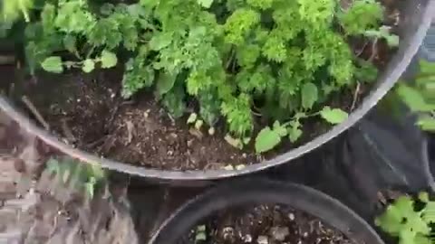 Sowing Broad beans in the Healing Gardens Polytunnel