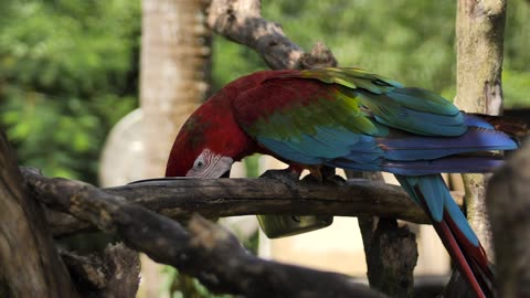 look at the parrot how he eats the tree