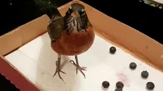 Rescued Robin Plays With Her Dinner