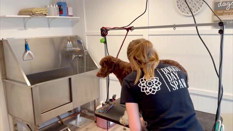 Dog Grooming Time Lapse - Border Collie Poodle Mix