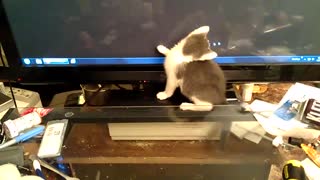 Kitten Fascinated By Mouse Cursor On Big Monitor