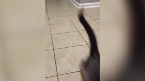 Cute Kitten Is A Pro At Playing Fetch