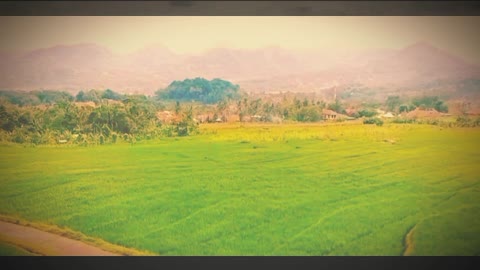 the beautiful natural charm of Indonesian rice fields