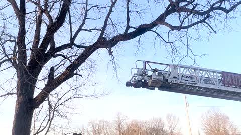 Firefighters Rescue Kitten Stuck in Tree