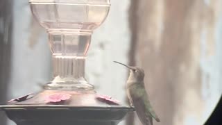 Hummingbirds in slo-mo acrobatic flights