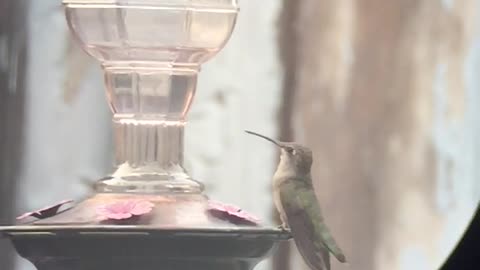 Hummingbirds in slo-mo acrobatic flights