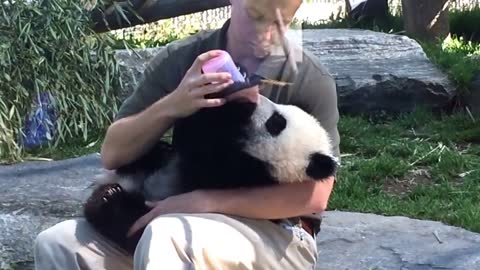 Panda cub gets bottle fed at Toronto Zoo