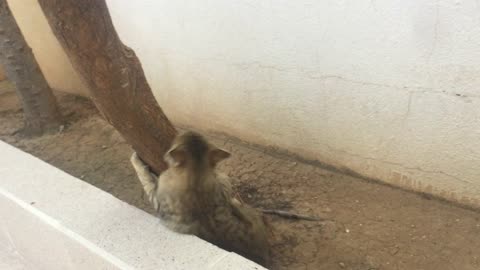 My cat wants to climb a tree