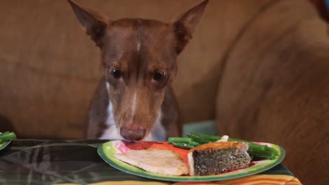 Fancy dog dinner