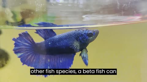 Five Reasons to own a betta fish