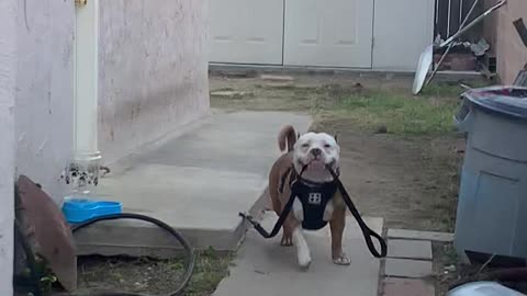 Happy Pup Leaves with Leash