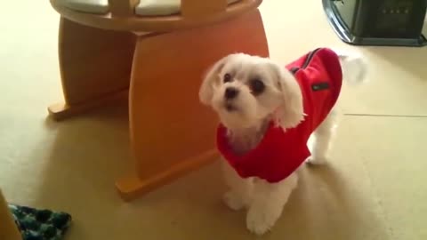 Cute dog with red dress