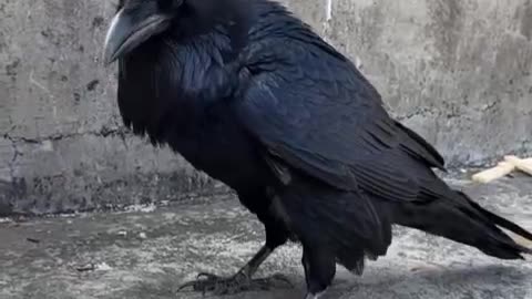 crow engineer
