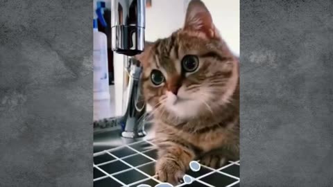 Funny Cute and Fluffy Cats Video's