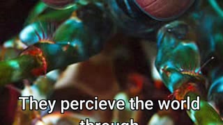 Mantis Shrimp - The Strongest Punch In The Animal Kingdom