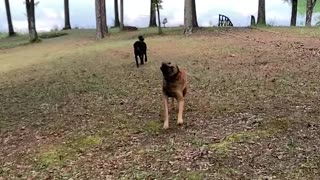 Malinois Shake from head to tail