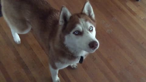 Siberian Husky hilariously struggles to catch food