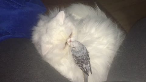 Quiet Parrot is playing on cats patience